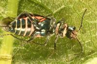 Malachius bipustulatus