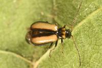 Calomicrus circumfusus