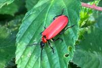 Pyrochroa coccinea