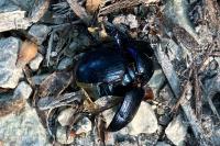 Anoplotrupes stercorosus