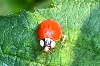 Harmonia axyridis