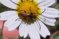 Pseudovadonia livida