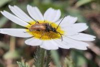 Pseudovadonia livida