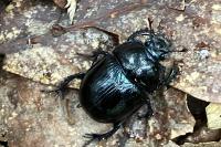 Anoplotrupes stercorosus