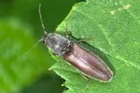 Athous haemorrhoidalis