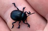 Timarcha goettingensis