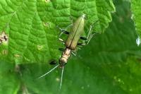 Chrysanthia viridissima