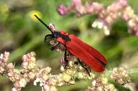 Lygistopterus sanguineus