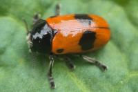Clytra laeviuscula