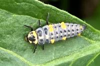 Coccinella septempunctata