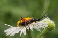 Stenopterus rufus