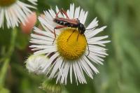 Stenopterus rufus