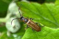 Rhagonycha nigriventris