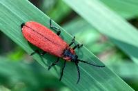 Lygistopterus sanguineus