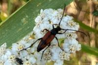 Stenurella bifasciata