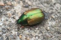 Anomala dubia
