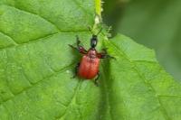 Apoderus coryli
