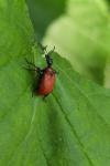 Apoderus coryli