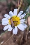 Oedemera podagrariae