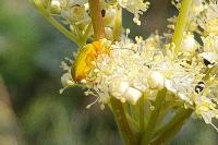 Cteniopus sulphureus