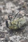 Larinus turbinatus