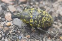 Larinus turbinatus