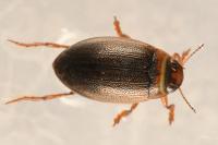 Hygrotus impressopunctatus