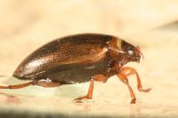 Hygrotus impressopunctatus