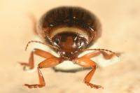 Hygrotus impressopunctatus