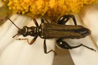 Oedemera flavipes