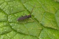 Phytoecia cylindrica