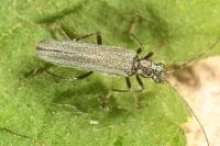 Oedemera lurida