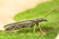Oedemera lurida
