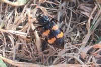 Nicrophorus interruptus