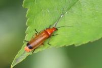 Rhagonycha fulva