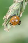 Harmonia axyridis