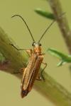 Oedemera podagrariae