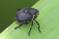 Mononychus punctumalbum