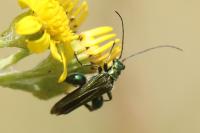 Oedemera nobilis