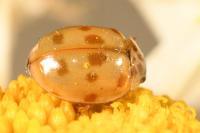 Adalia decempunctata