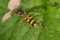 Xylotrechus arvicola