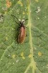 Lagria hirta