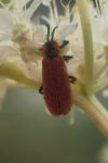 Lygistopterus sanguineus