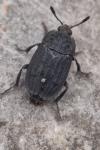 Thanatophilus sinuatus