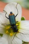 Clanoptilus elegans