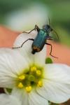 Clanoptilus elegans