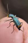 Clanoptilus elegans