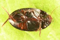 Agabus bipustulatus