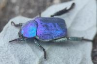 Hoplia coerulea