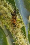 Rutpela maculata